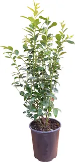 Planta Arandano Legacy Maceta 4 Litros