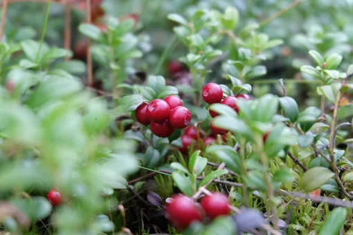 Planta Arandano Rojo Americano Maceta 1,5 litros — foto 2
