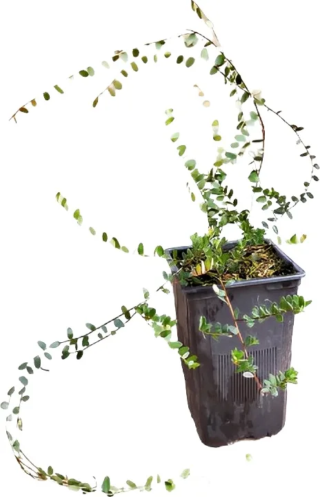 Planta Arandano Rojo Americano Maceta 1,5 litros