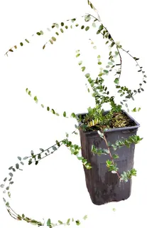 Planta Arandano Rojo Americano Maceta 1,5 litros