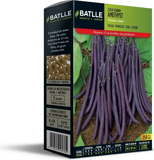 Semilla Judia Enana Violeta Amethyst