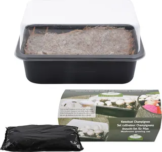 Set de Cultivo de Champiñones