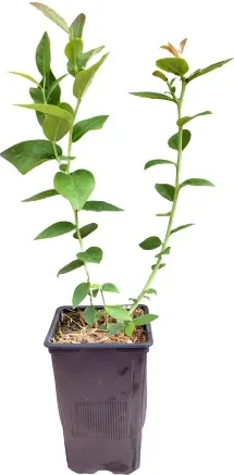 Planta Arandano Ozarkblue Maceta 1,5 litros