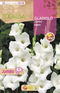 Bulbos Gladiolos Jumbo Blanco