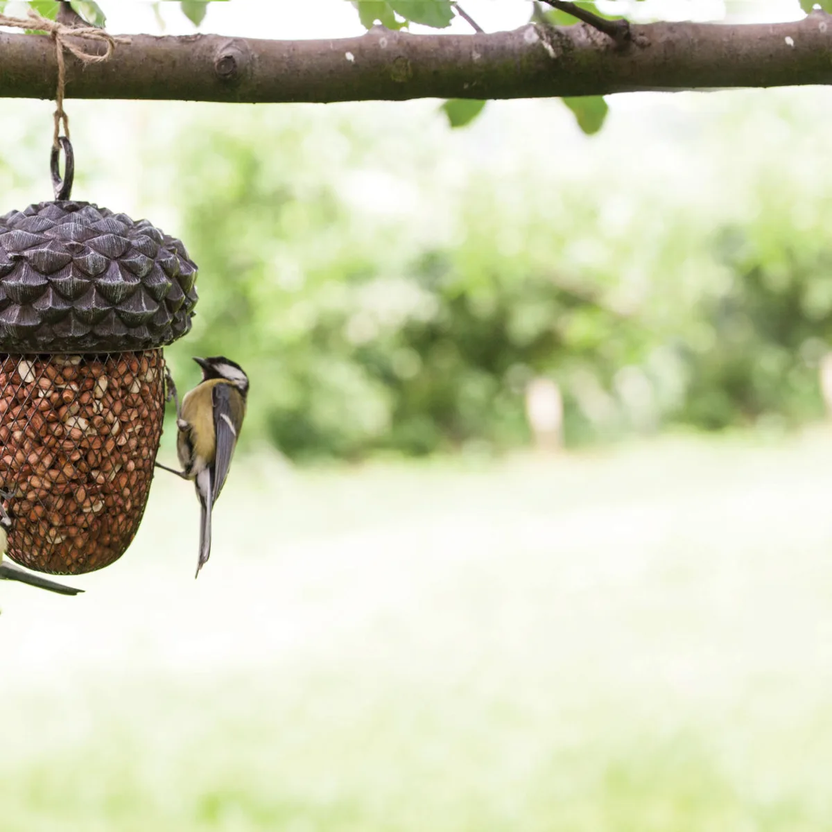 Comedero para Pajaros con Forma de Bellota — foto 6