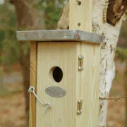 Caja Nido Pajaros Reyezuelo — foto 6