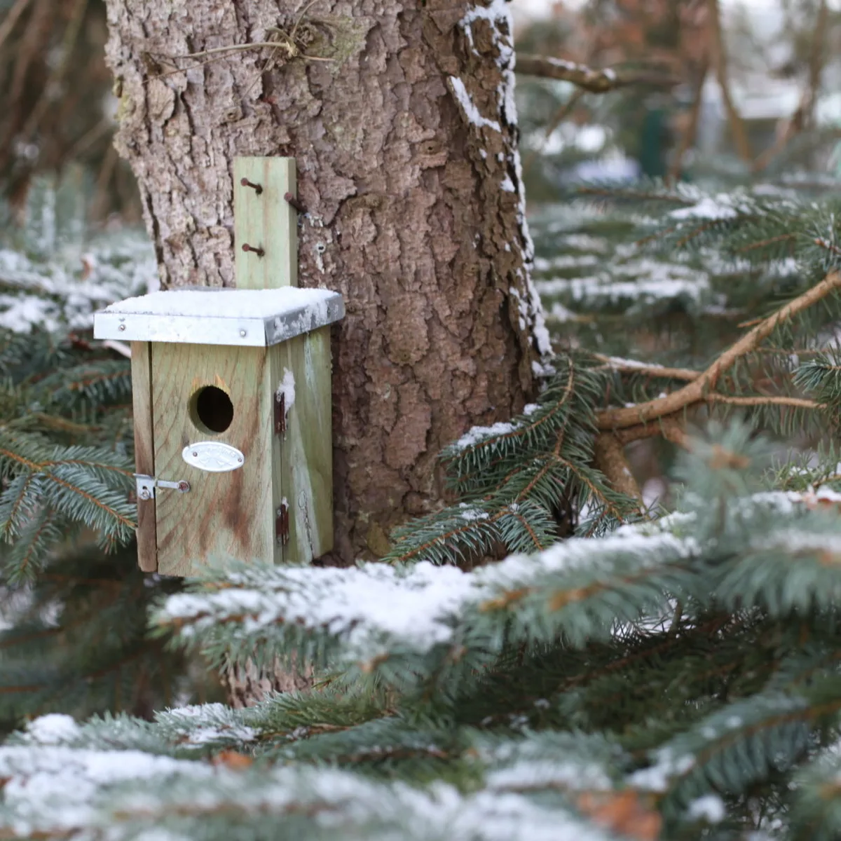 Caja Nido Pajaros Reyezuelo — foto 5