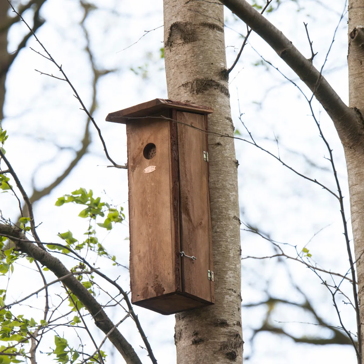 Caja Nido para Pajaro Carpintero — foto 7