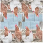 Servilletas de Papel Gallinas 33x33cm — foto 5