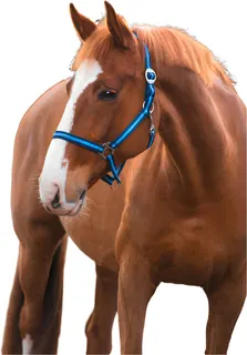 Cabezada Caballo Nylon Marino/Azul