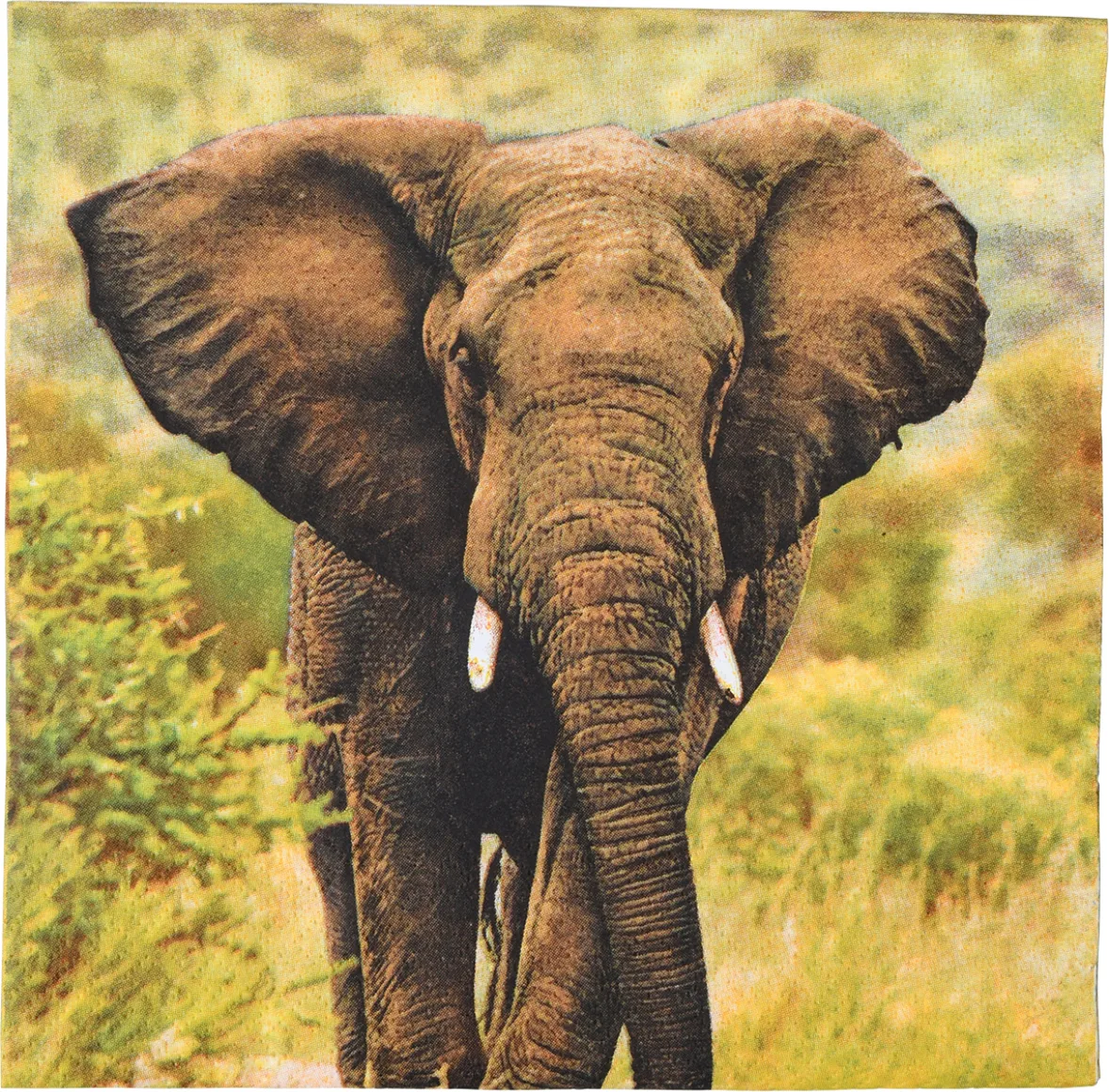 Servilletas de Papel Elefante 33x33cm — foto 2
