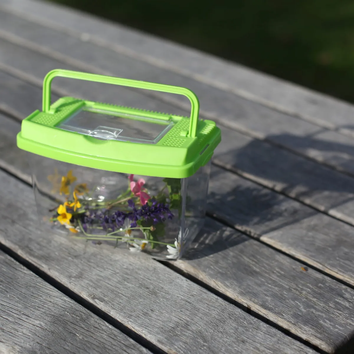 Caja de Estudio de Insectos — foto 4