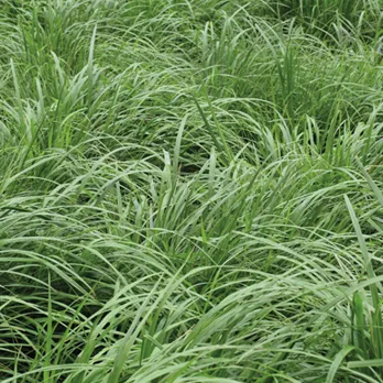 Semilla Ray Grass Wester (Vallico) 20 Kg — foto 3