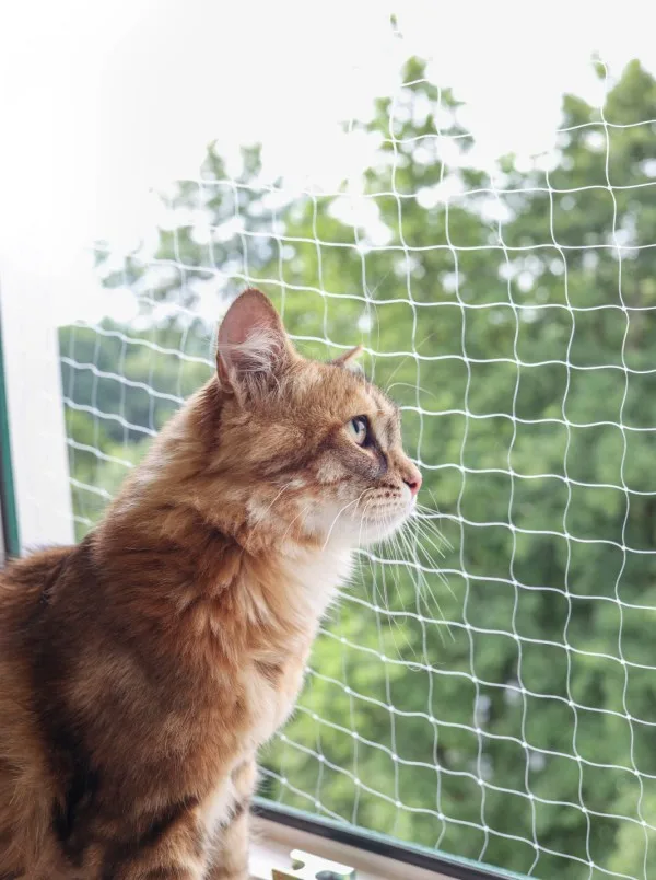 Red Proteccion Gatos 2x3m — foto 4