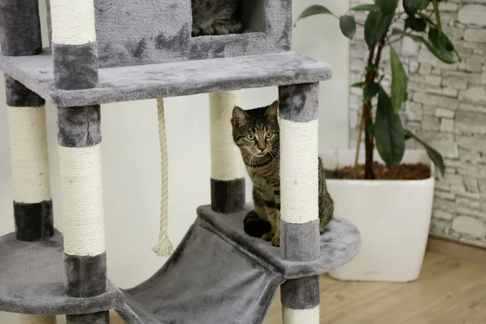 Arbol rascador Gatos Matteo gris — foto 3