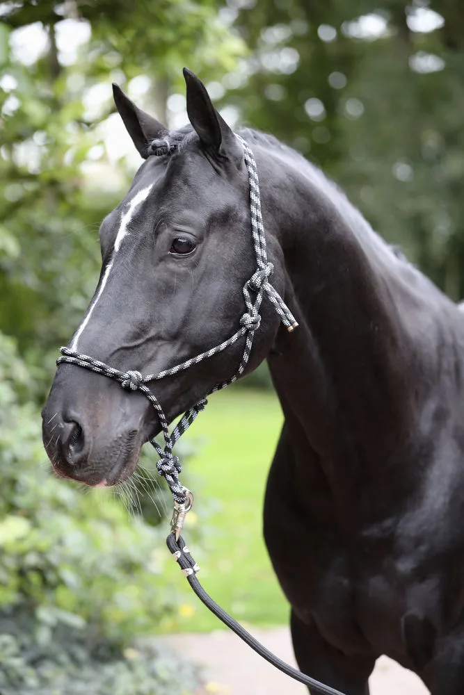 Cabezada Caballos nudos Cob black/grey