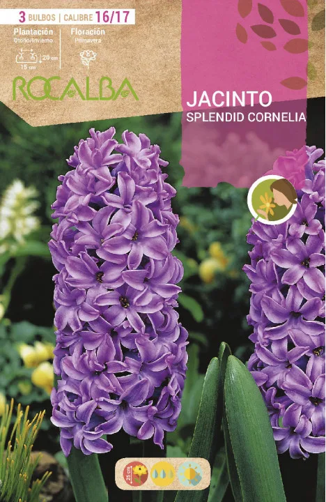 Bulbos Jacinto Variedad Splendid Cornelia - Purpura — foto principal