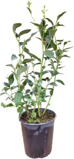 Planta Arandano New Hanover Maceta 4 Litros