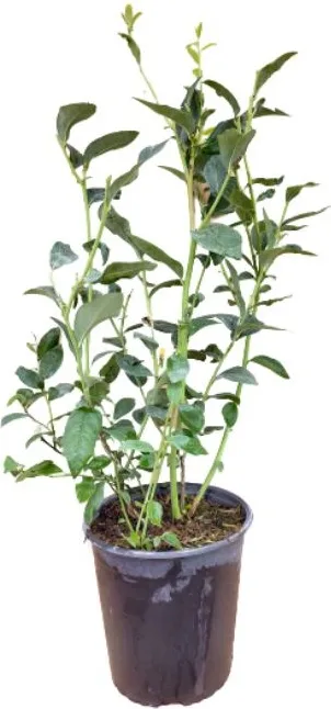 Planta Arandano Ozarkblue Maceta 4 Litros — foto principal