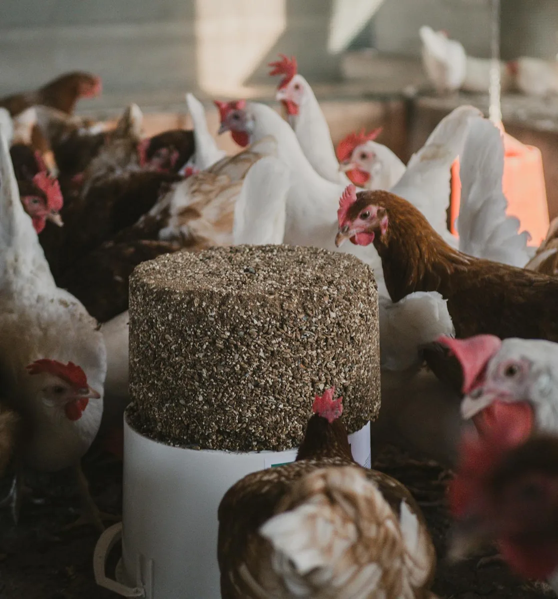 Bloque Mineral Gallinas GalliBlock Rep 4 kg — foto 8