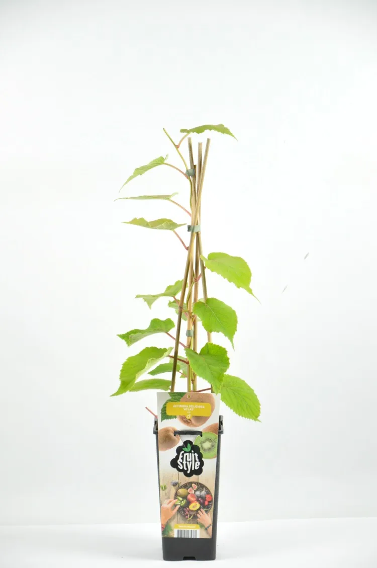 Arbol Frutal Kiwi Macho Atlas
