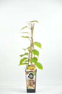 Arbol Frutal Kiwi Macho Atlas