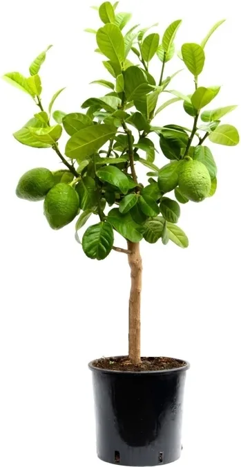 Arbol Frutal Lima 2 Año
