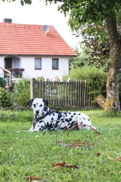 Estaca Jardin con Correa para Perros — foto 5
