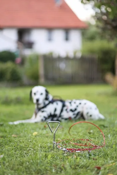 Estaca Jardin con Correa para Perros — foto 3