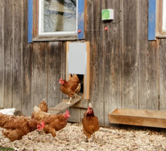 Programador para Puerta Automatica para Gallinas Kerbl — foto 4
