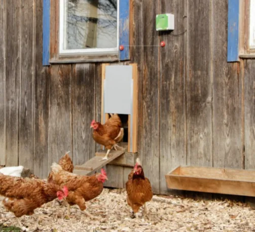 Programador para Puerta Automatica para Gallinas Kerbl — foto 8