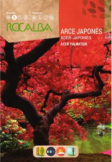 Semilla Arce Japones- Acer palmatum-