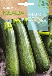 Semilla Calabacin Verde mata compacta