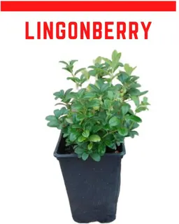 Planta Arandano Rojo Europeo Lingoberry Maceta 1,5 litros