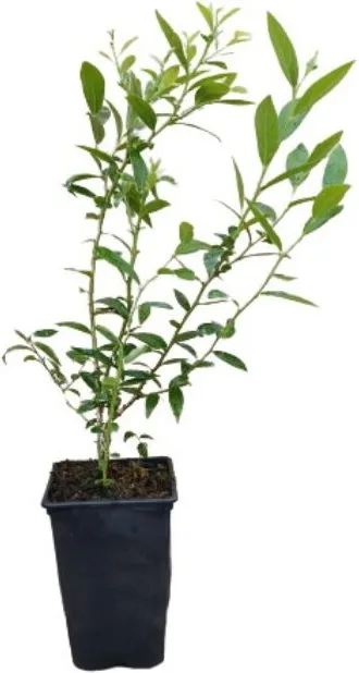 Planta Arandano Rosa Maceta 1 litro