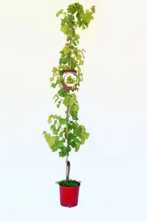 Parra Arbol Centenial