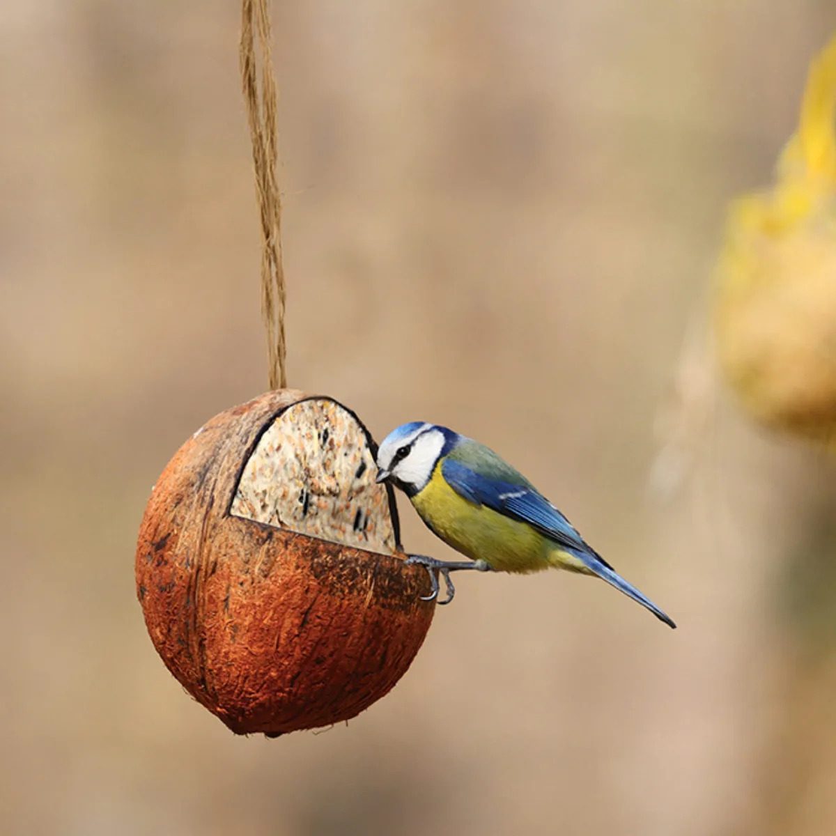 Coco Relleno — foto 2