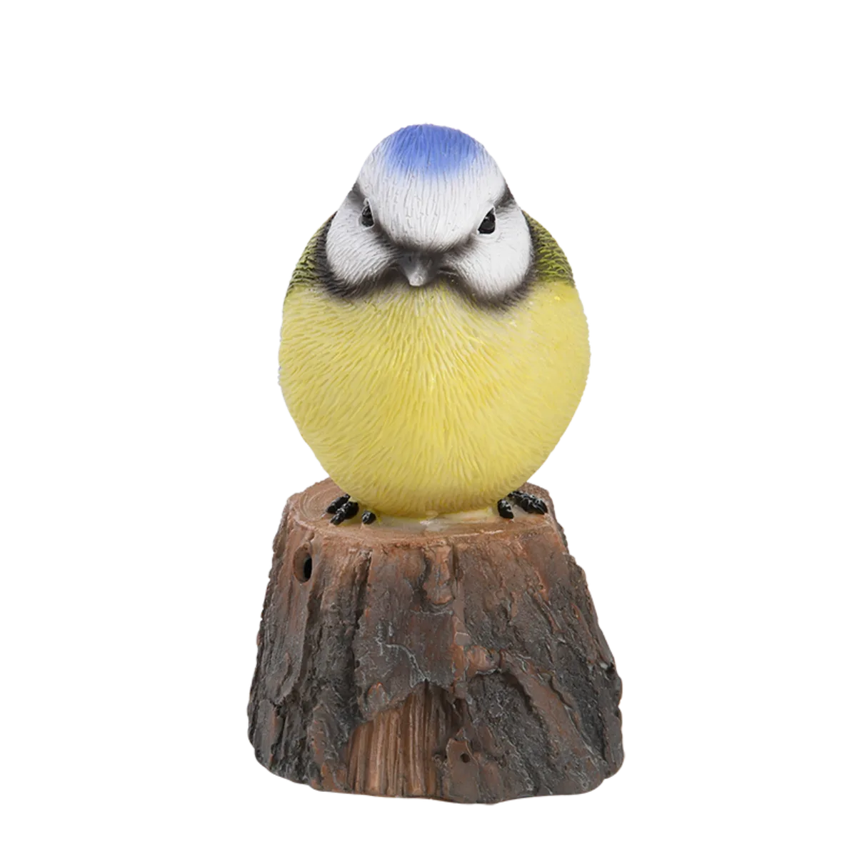 Pajaro de Bienvenida Cantarin — foto 7
