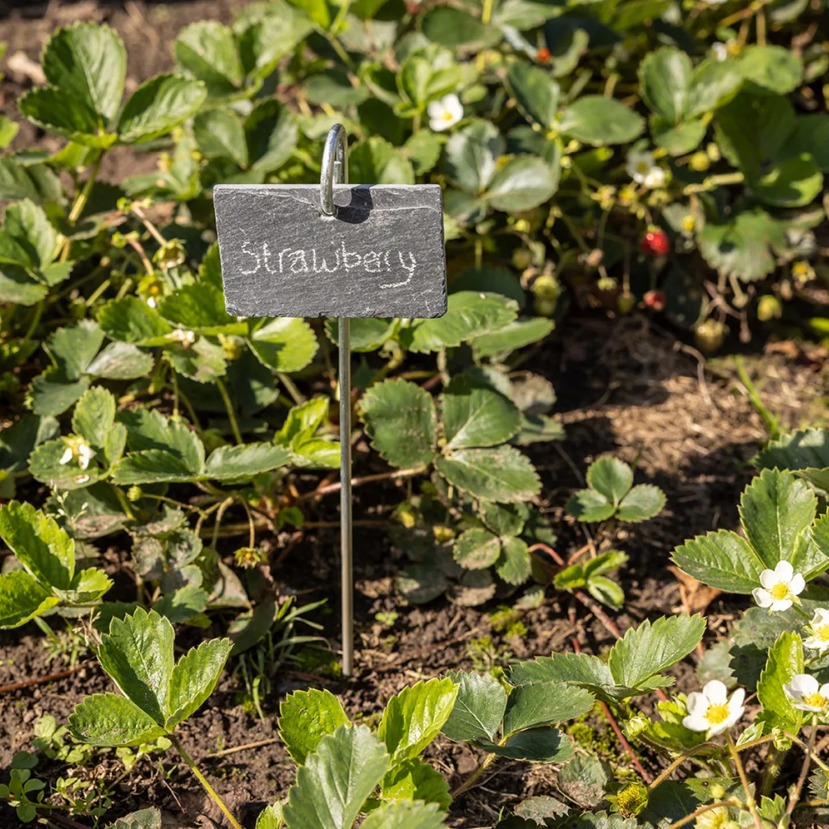 Marcador Plantas — foto 4