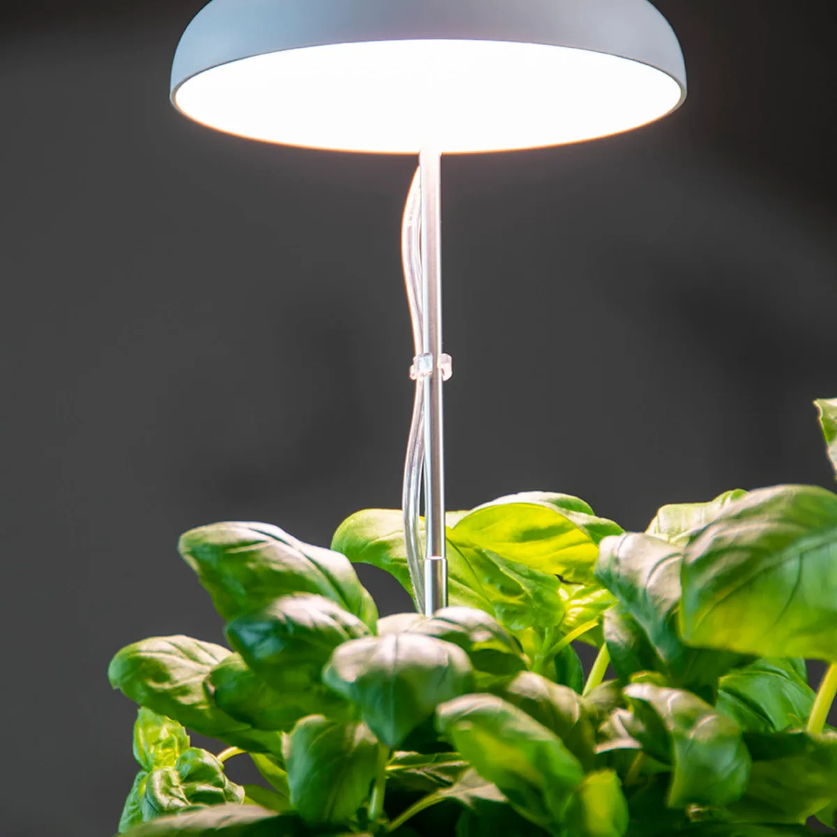 Lampara Cultivo Plantas — foto 4