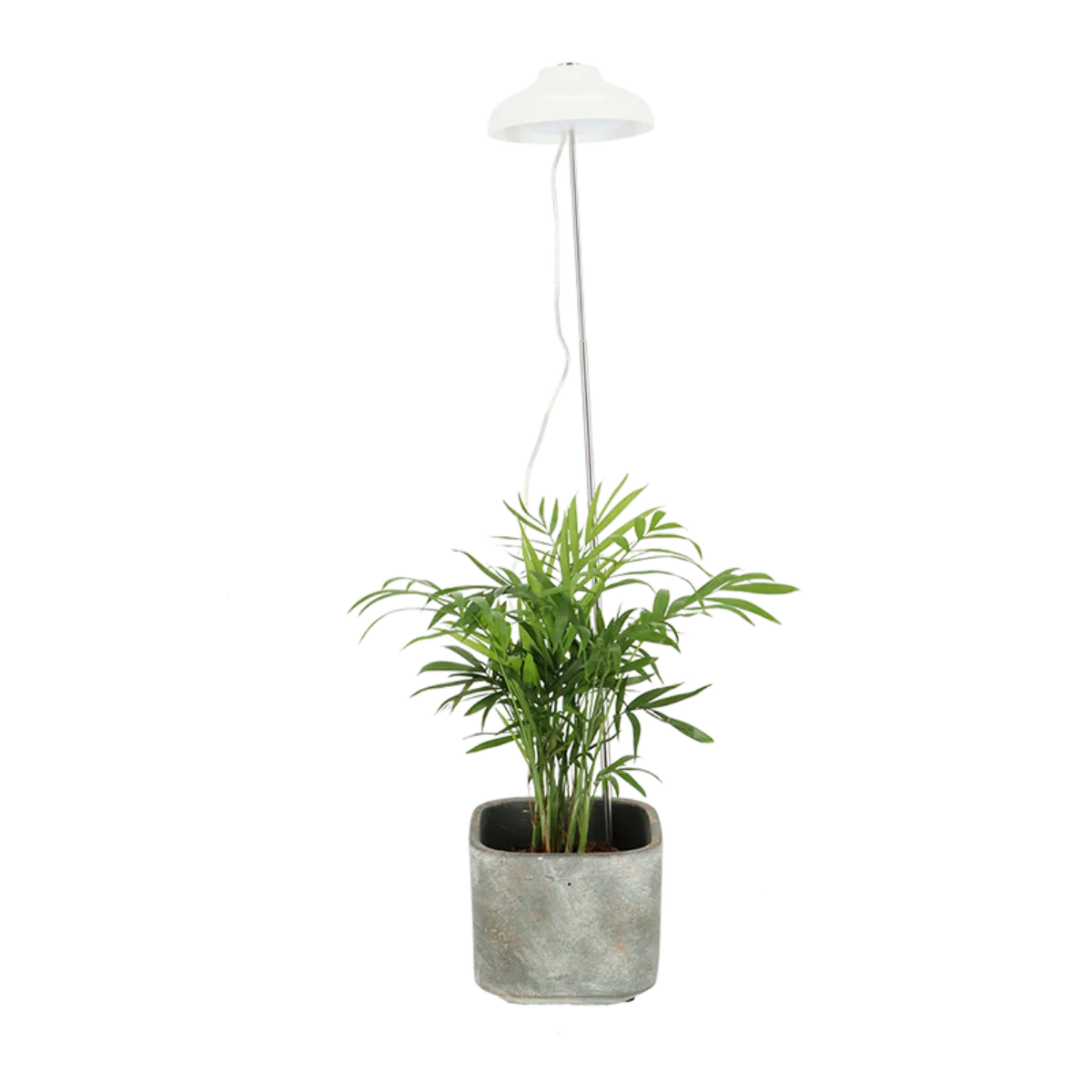 Lampara Cultivo Plantas — foto 9