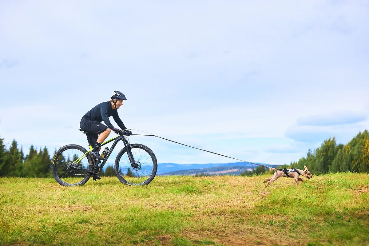 Antena Bicicleta Perros Bikejoring — foto 9