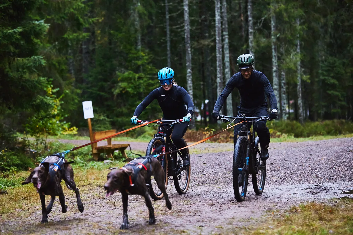 Antena Bicicleta Perros Bikejoring — foto 8