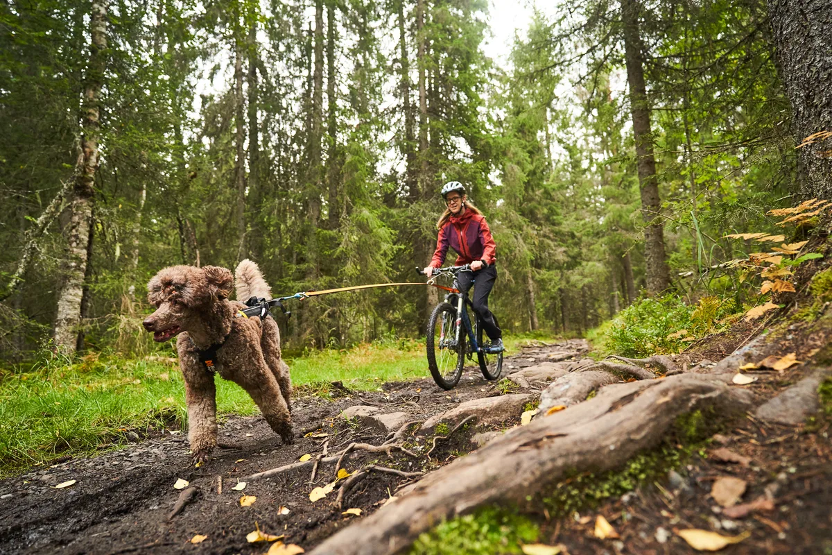 Antena Bicicleta Perros Bikejoring — foto 2