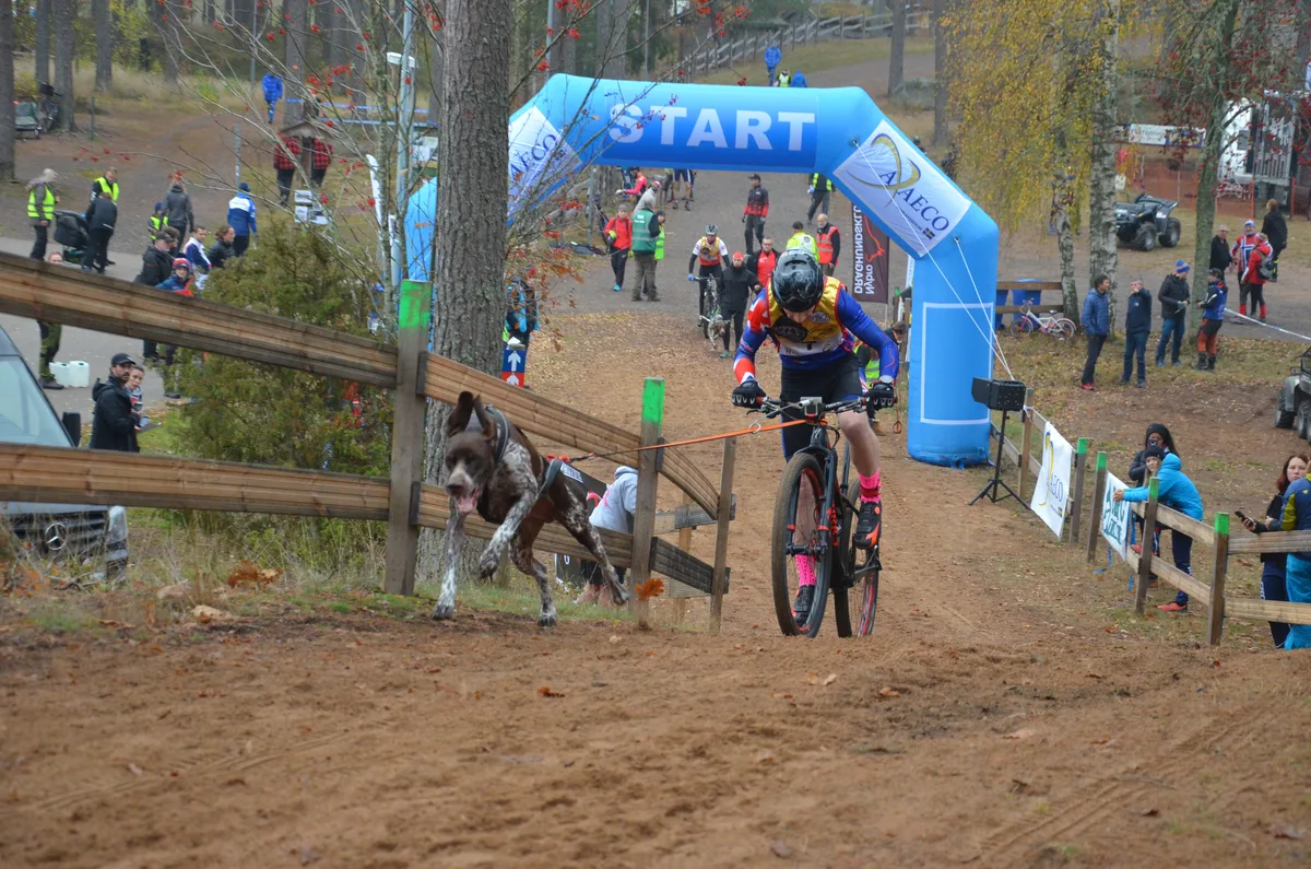Antena Bicicleta Perros Bikejoring — foto 3
