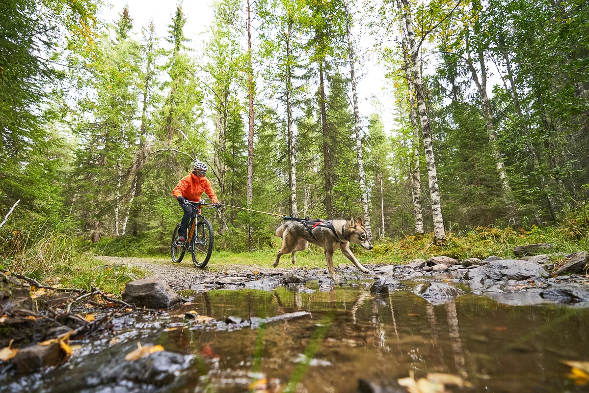 Antena Bicicleta Perros Bikejoring — foto 7