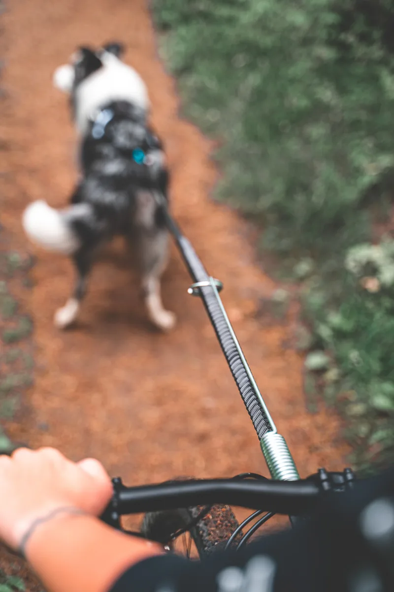 Antena Bicicleta Perros Bikejoring — foto 6