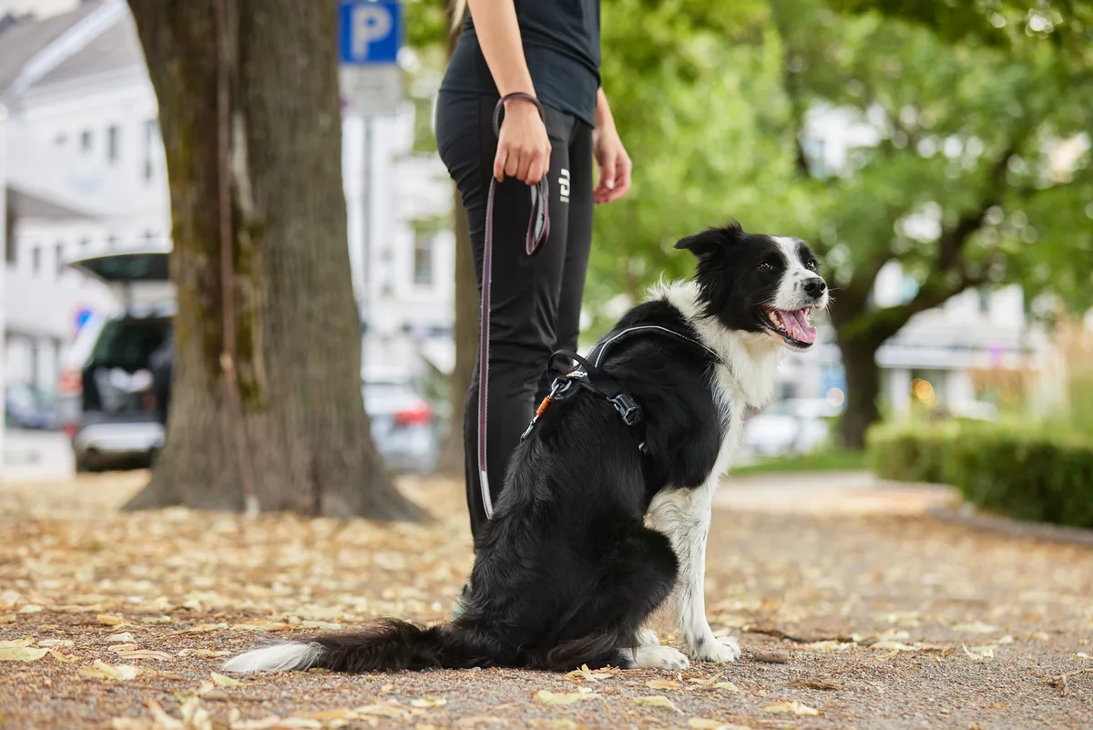 Correa Perros Move Leash Negro Talla 1.5m/15mm — foto 5