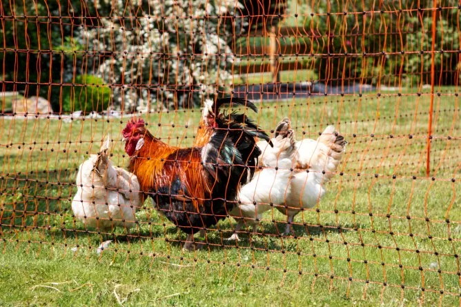 Malla Electrificada para Gallinas 25 metros 106 Cm — foto 5