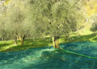 Manta para Recoleccion Aceitunas y Almendras 4x8 mt